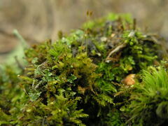 Tetraphis pellucida
