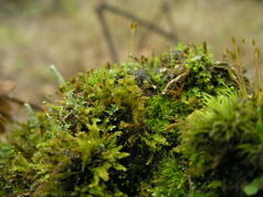 Tetraphis pellucida