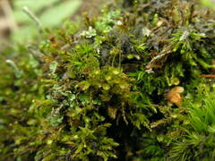 Tetraphis pellucida