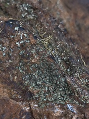 Acarospora fuscata