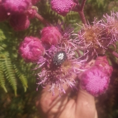 Campuloclinium macrocephalum