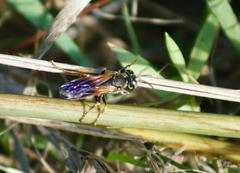 Tachytes guatemalensis