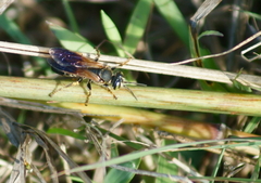 Tachytes guatemalensis