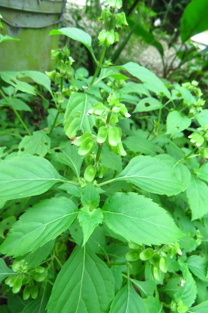 Wild Sweet Basil From Valle Del Guamuez, Putumayo, Colombia On January 