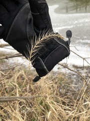 Elymus riparius