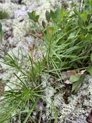 Liatris helleri