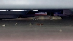 Hemidactylus turcicus