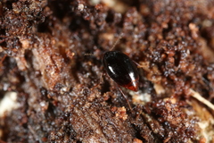 Scaphidiinae
