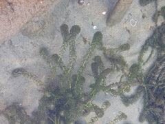 Lagarosiphon major