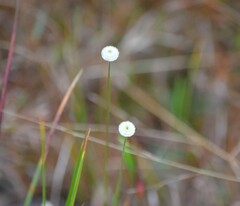 Syngonanthus flavidulus