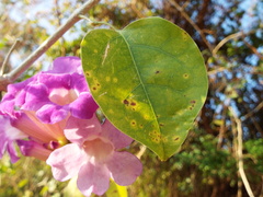 Amphilophium buccinatorium