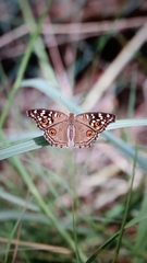 Junonia lemonias