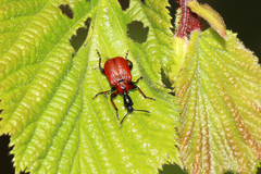 Apoderus coryli