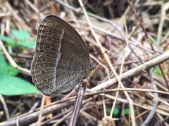 Mycalesis janardana