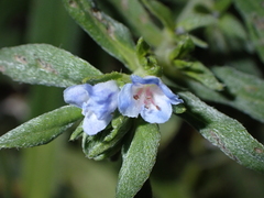 Echium virescens