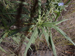 Echium virescens