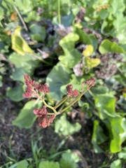 Eriogonum grande
