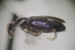 Ischyropalpus
