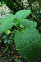 Coleus amboinicus