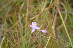 Calopogon barbatus