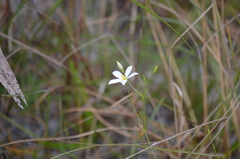 Shortleaf Sabatia (Sabatia brevifolia)