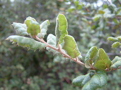 Quercus agrifolia oxyadenia