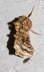 Autographa mappa