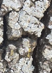 Punctelia bolliana