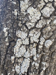 Punctelia bolliana