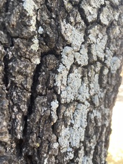 Punctelia bolliana