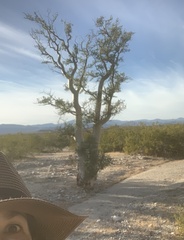 Pachycormus discolor