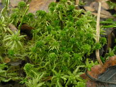 Sphagnum angustifolium