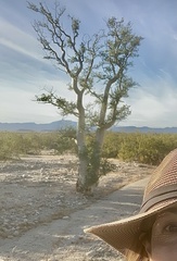 Pachycormus discolor