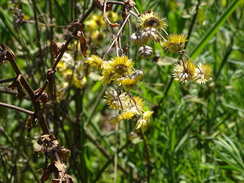 Image of Helichrysum ruderale by (c) Shaun Swanepoel, some rights reserved (CC BY)