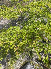 Nothofagus antarctica