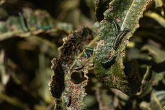 Trirhabda flavolimbata