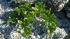 Polypodium macaronesicum azoricum