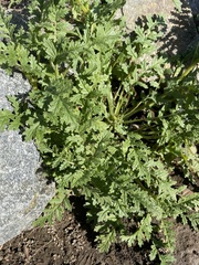 Phacelia ramosissima