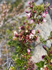 Escallonia rubra