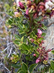 Escallonia rubra