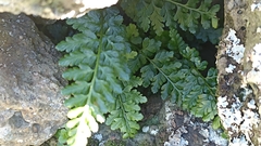 Asplenium billotii