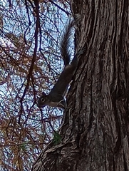 Sciurus alleni