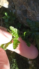 Asplenium billotii