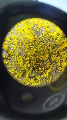 Chrysothrix insulizans