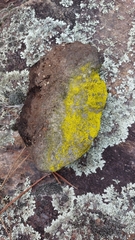 Chrysothrix insulizans