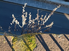 Hyoscyamus