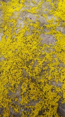 Chrysothrix insulizans