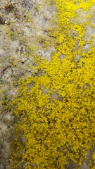 Chrysothrix insulizans