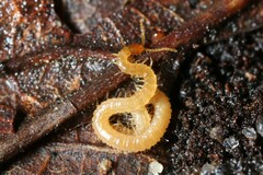 Schendyla nemorensis