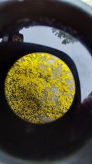 Chrysothrix insulizans